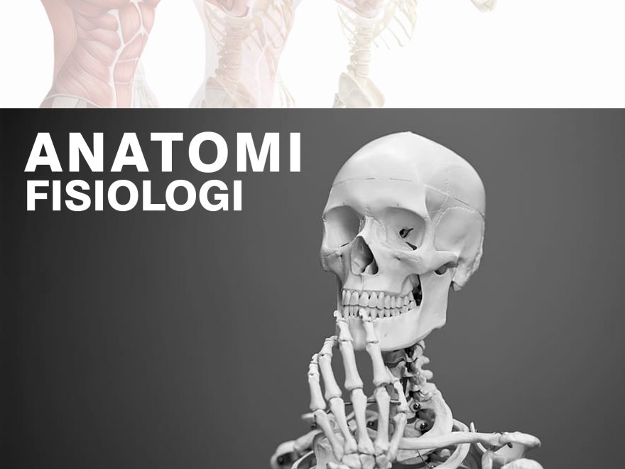 Fisiologi Pengertian Anatomi